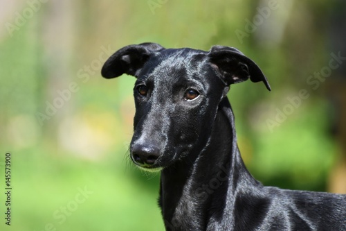 schwarzer Galgo Espanol Welpe