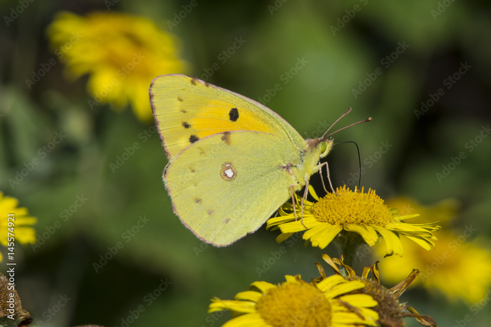 A male Clouded Yellow butterfly feeding on fleabane at Rye Harbour Nature Reserve, Kent, England. A male Clouded Yellow butterfly feeding on fleabane at Rye Harbour Nature Reserve, Kent, England.