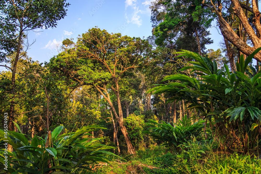 Plantations of cardamom in the highlands. Plantations of cardamom in the highlands.