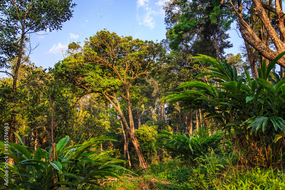 Plantations of cardamom in the highlands.