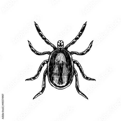 Hand drawn sketch of mite. Top view. Vector illustration.
