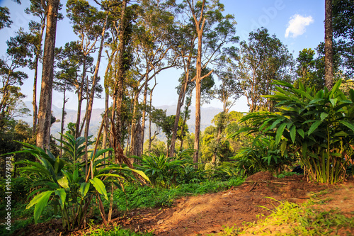 Wallpaper Mural Plantations of cardamom in the highlands. Torontodigital.ca