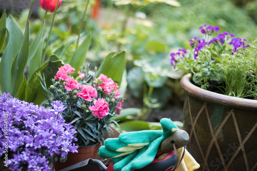 Gardener's gloves and tools lie among flowers.