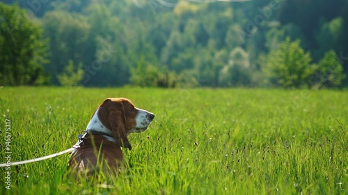 Basset Hound Dog in the grass enjoying the view