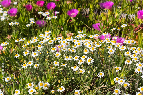 chamomile flowers