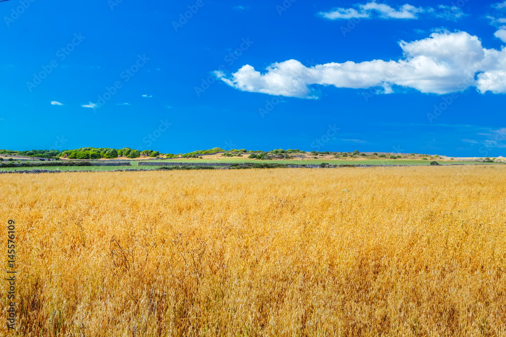 Menorca farmland landscape on sunny day, Spain.