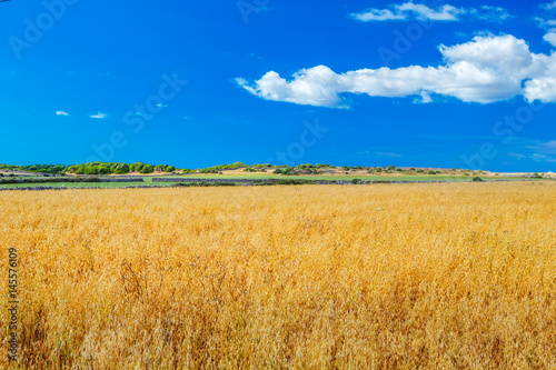 Menorca farmland landscape on sunny day  Spain.