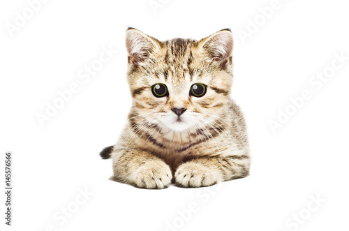 Portrait of adorable kitten Scottish Straight, isolated on white background