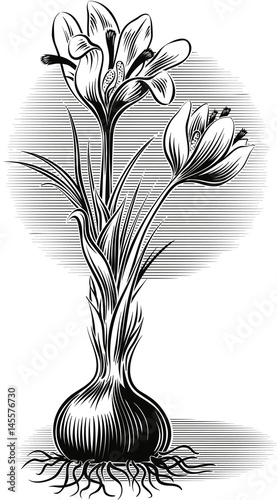 Plant crocus from which saffron is obtained.