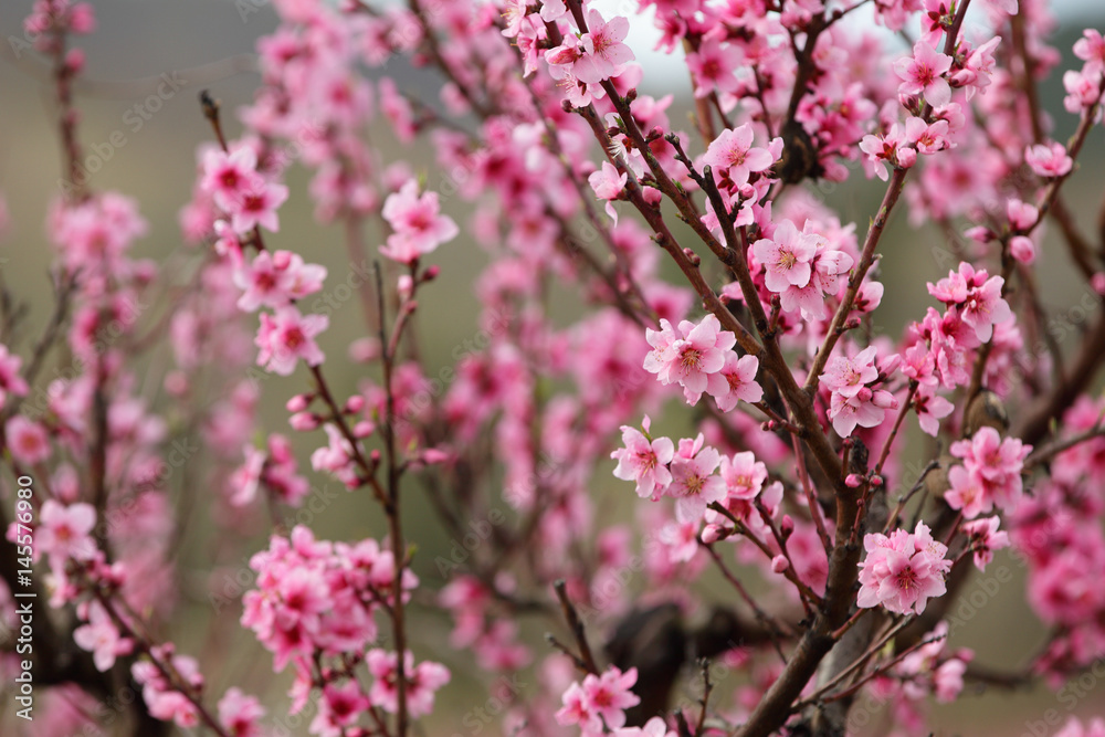 Closeup of beautiful blooming peach tree
