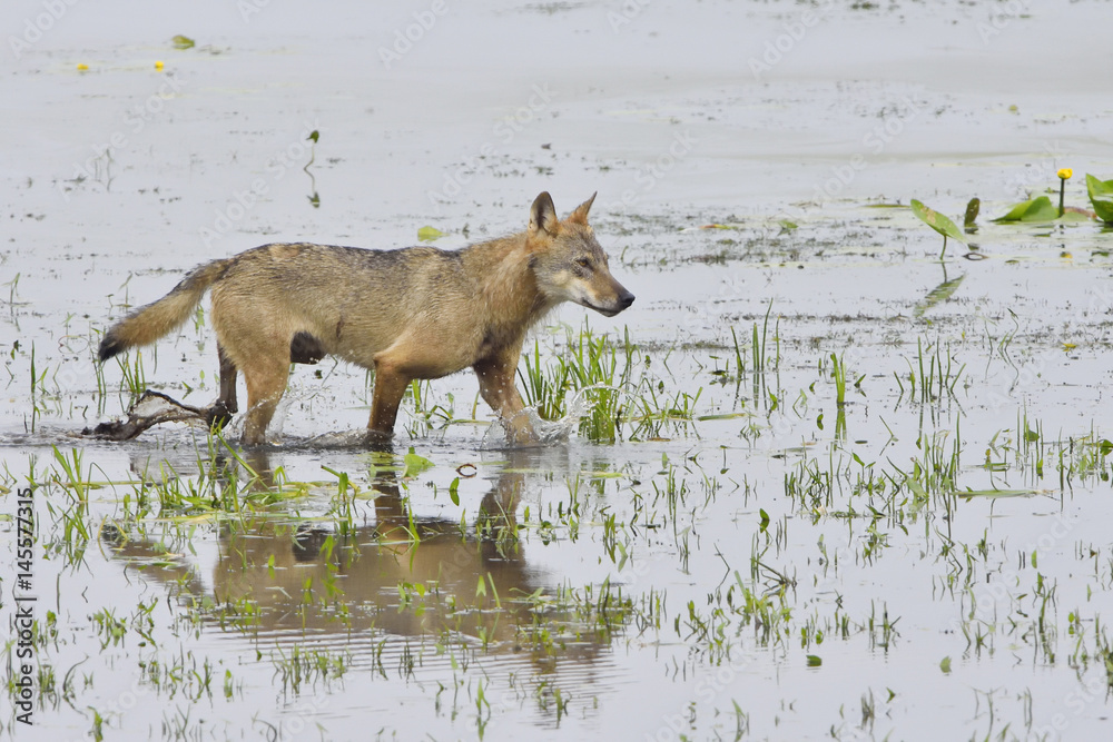 Naklejka premium Europäischer Grauwolf in der Oberlausitz