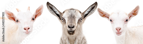Three  goat, closeup, isolated on a white background