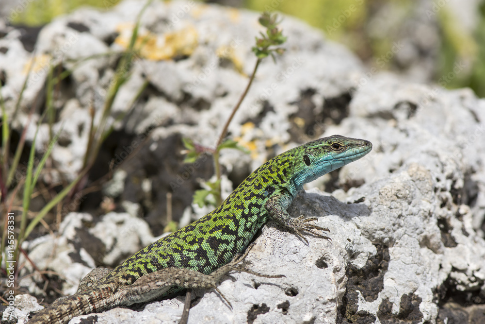 Italian Wall Lizard (Podarcis sicula) in the ancient ruins of Paestum, Italy Italian Wall Lizard (Podarcis sicula) in the ancient ruins of Paestum, Italy