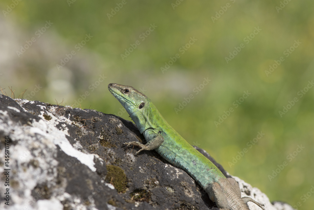 Italian Wall Lizard (Podarcis sicula) in the ancient ruins of Paestum, Italy Italian Wall Lizard (Podarcis sicula) in the ancient ruins of Paestum, Italy