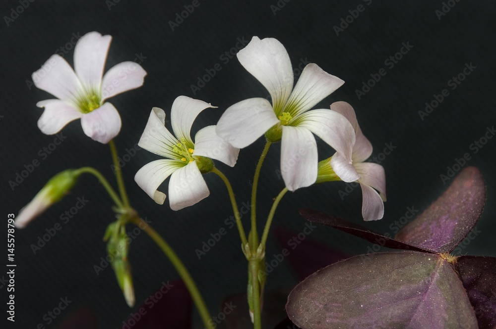 Obraz premium Close up blossoms of beautiful soft and delicate Oxalis triangularis (false shamrock, wood sorrel) flower on black background. 