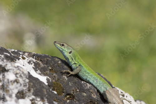 Italian Wall Lizard (Podarcis sicula) in the ancient ruins of Paestum, Italy