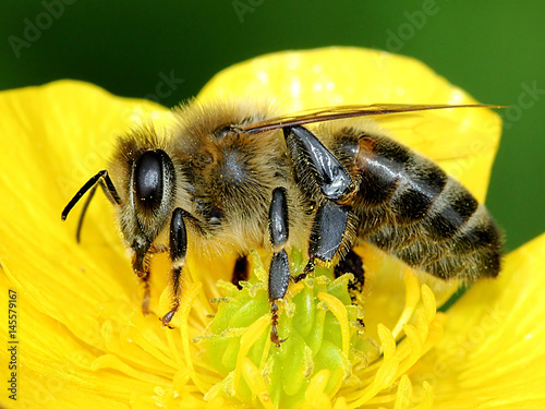 European honey bee (Apis mellifera) on a flower