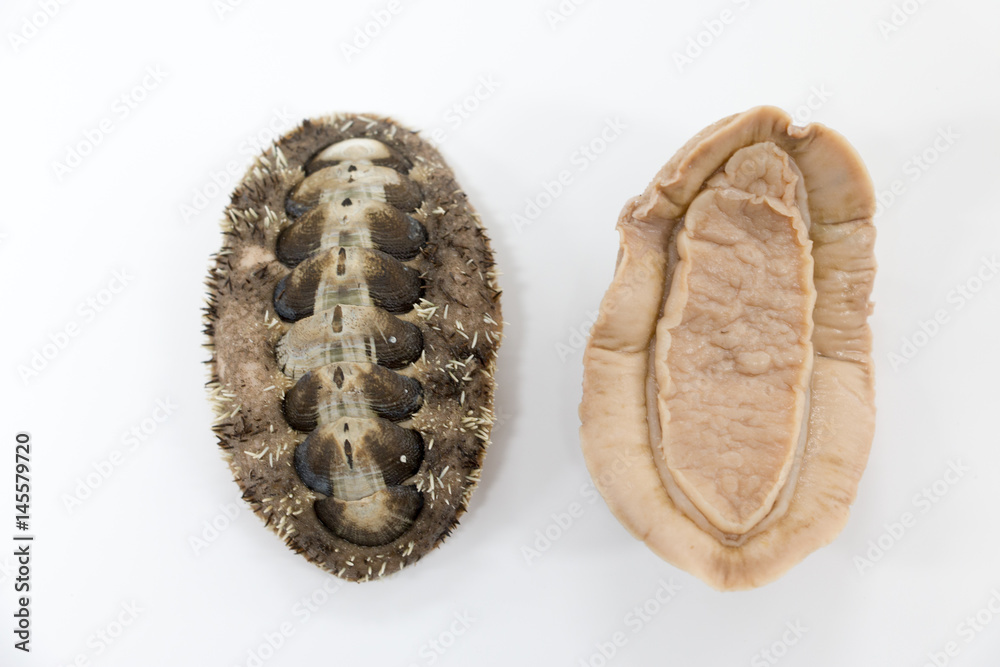 Naklejka premium Chitons are marine molluscs of varying size in the class Polyplacophora for education in laboratory. 