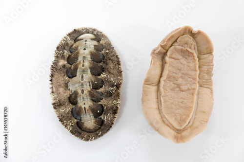 Chitons are marine molluscs of varying size in the class Polyplacophora for education in laboratory.	 photo