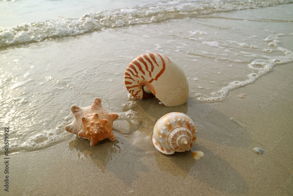 Natural seashells with sea foam on the sunshine beach of Thailand Natural seashells with sea foam on the sunshine beach of Thailand