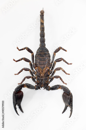 Scorpionidae for education in laboratory.	