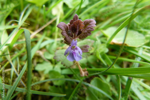 Gundermann - Blüte - Nahaufnahme - Glechoma hederacea photo