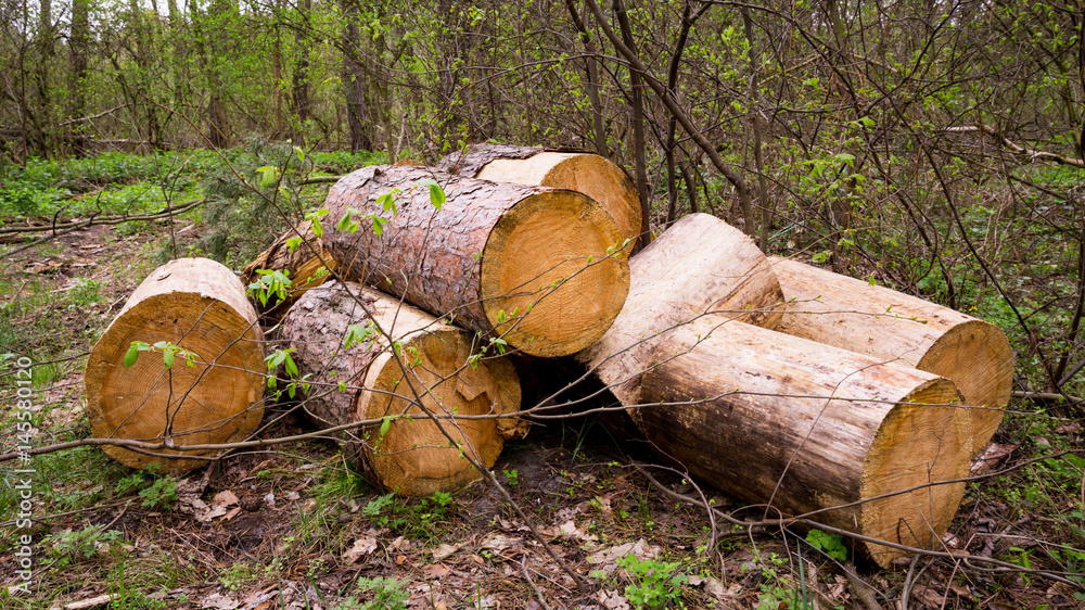 woods in forest