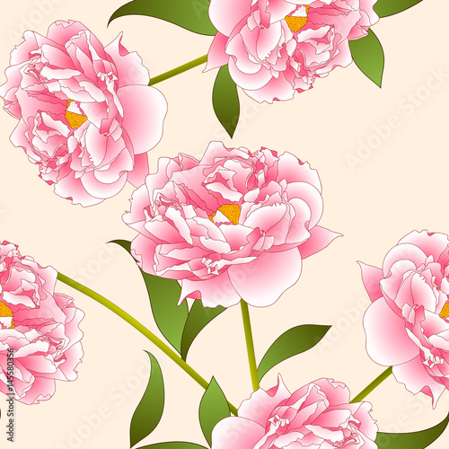Pink Peony Flower on Beige ...