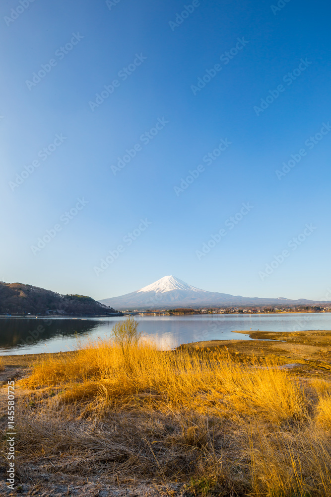 Mountain Fuji and lake kawaguchiko with yellow grass