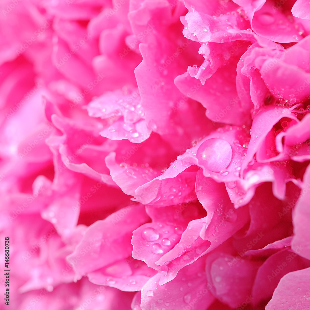 Beautiful Pink Peony Flower With Water Drop Macro