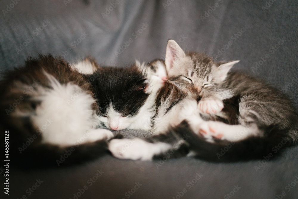 Kittens sleeping