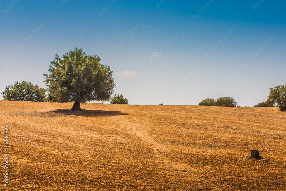 Obraz premium Field with tree