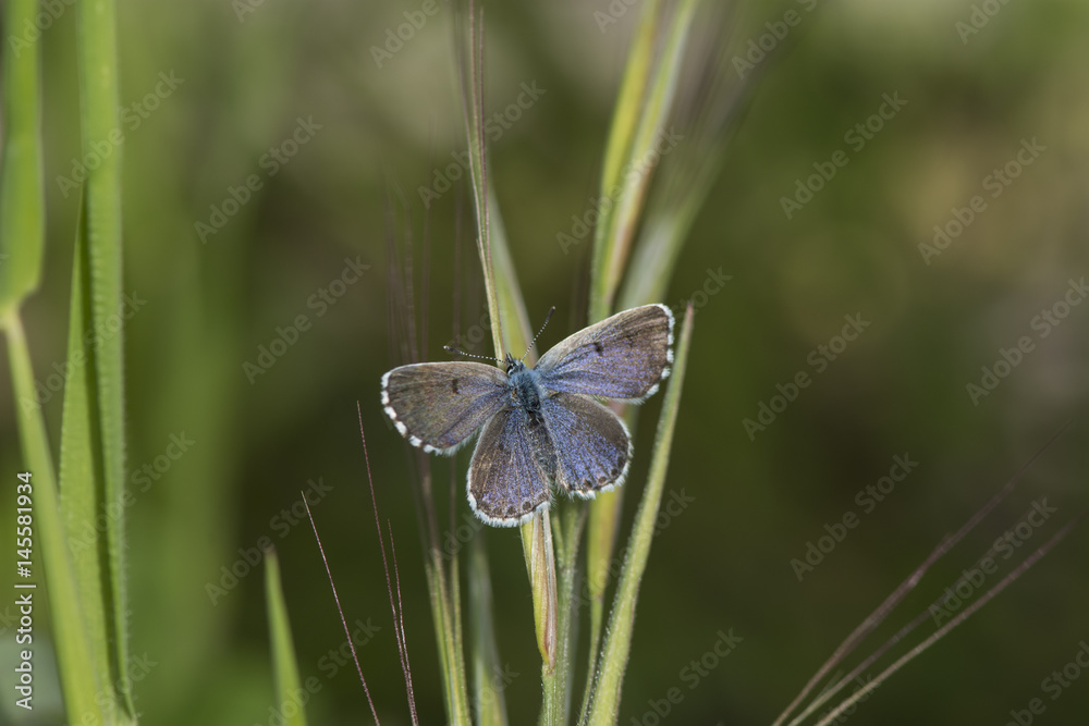 Baton Blue (Pseudophilotes baton) butterfly. Baton Blue (Pseudophilotes baton) butterfly.