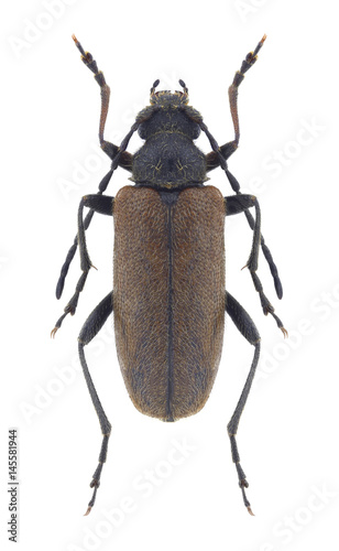 Beetle Cortodera alpina armeniaca on a white background © als