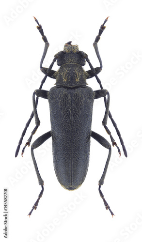 Beetle Cortodera alpina armeniaca on a white background