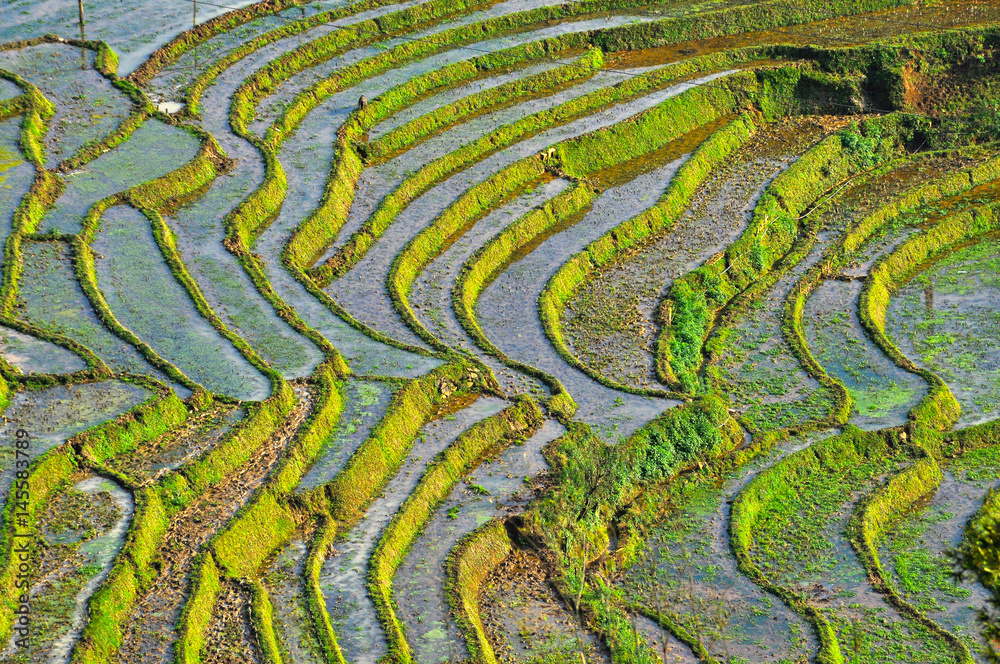Terraced rice field in Northern Vietnam Terraced rice field in Northern Vietnam