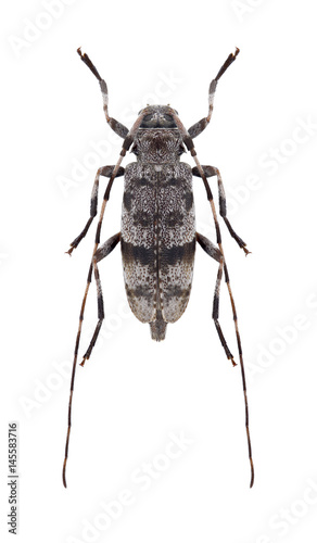 Beetle Acanthocinus henschi (female) on a white background photo