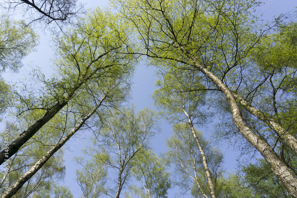 Birken im Frühling, Naturschutzgebiet Beversee, Bergkamen, Ruhrgebiet, Nordrhein-Westfalen, Deutschland, Europa Birken im Frühling, Naturschutzgebiet Beversee, Bergkamen, Ruhrgebiet, Nordrhein-Westfalen, Deutschland, Europa
