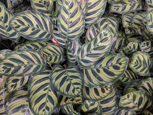 Close up of Peacock plant, Calathea makoyana photo