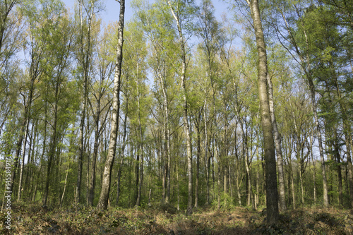 Birkenwald im Frühling, Naturschutzgebiet Beversee, Bergkamen, Ruhrgebiet, Nordrhein-Westfalen, Deutschland, Europa