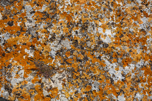 Background textures. Stone texture close-up with colorful spots and lichens