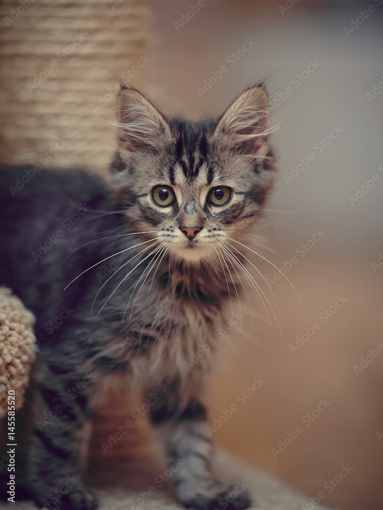Portrait of a striped fluffy kitten