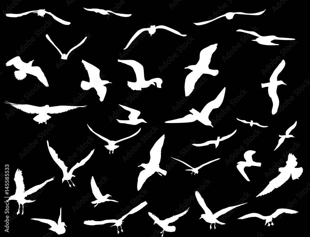 thirty gulls collection on black background
