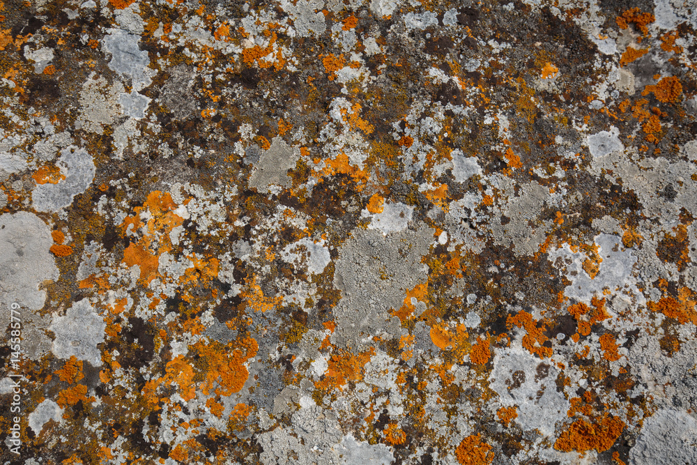 Background textures. Stone texture close-up with colorful spots and lichens Background textures. Stone texture close-up with colorful spots and lichens