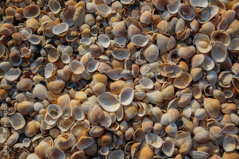 Peninsula Crimea, the coast of the Azov Sea. The beach is covered with multicolored shells of shellfish. Peninsula Crimea, the coast of the Azov Sea. The beach is covered with multicolored shells of shellfish.