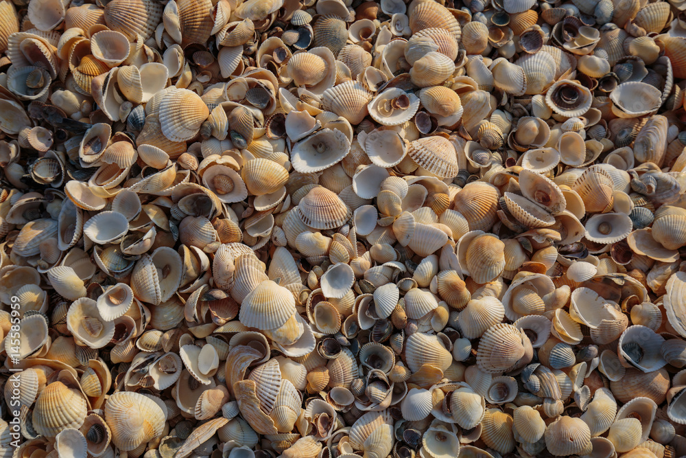 Peninsula Crimea, the coast of the Azov Sea. The beach is covered with multicolored shells of shellfish.