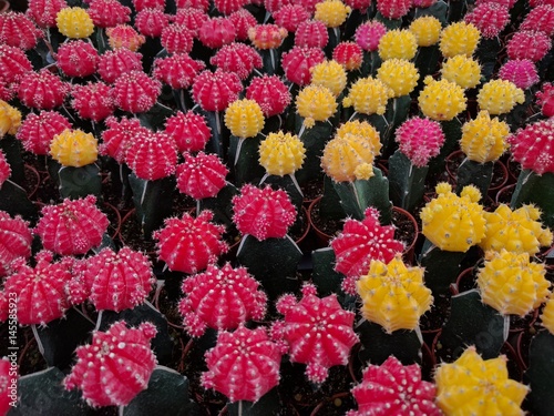 Pink and yellow Ruby Ball Cactus