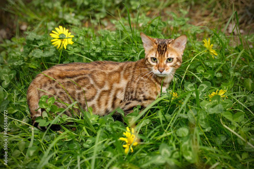 Bengal Cat Hunting outdoor, in grass on Nature green background Bengal Cat Hunting outdoor, in grass on Nature green background