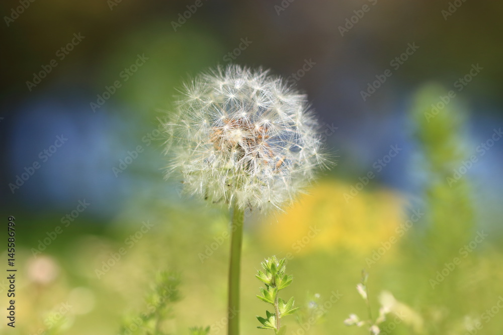 Spring Flowers