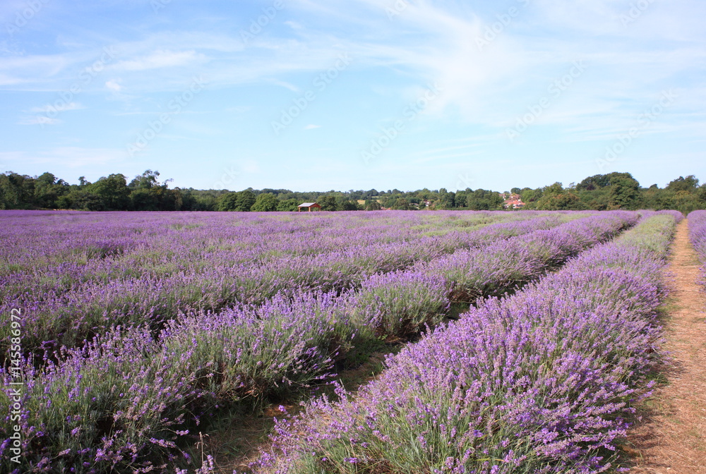 Fototapeta premium Lavender field in UK